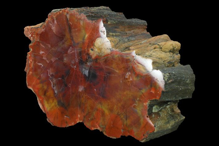 Polished, Petrified Wood (Araucarioxylon) - Arizona #165987
